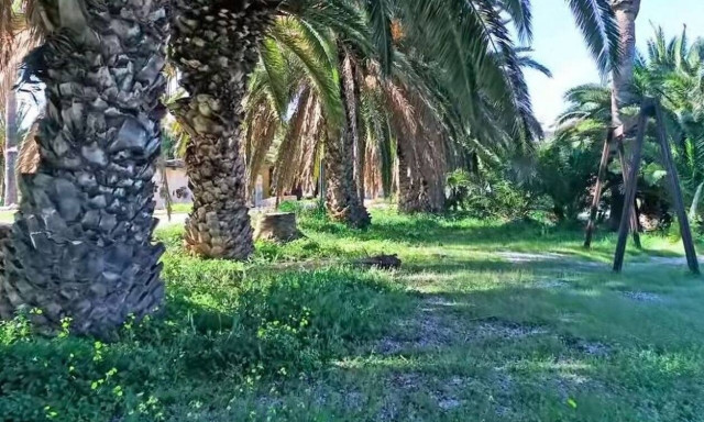 Το άγνωστο φοινικόδασος της Αττικής, μόλις 45 λεπτά από το κέντρο της Αθήνας - Φοινικόδασος Λαυρίου