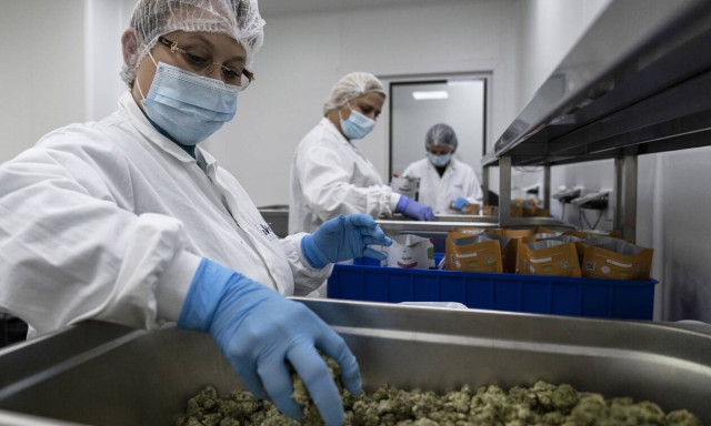 ΦΣΘ: Στα «σκαριά» η διάθεση προϊόντων φαρμακευτικής κάνναβης από τα φαρμακεία