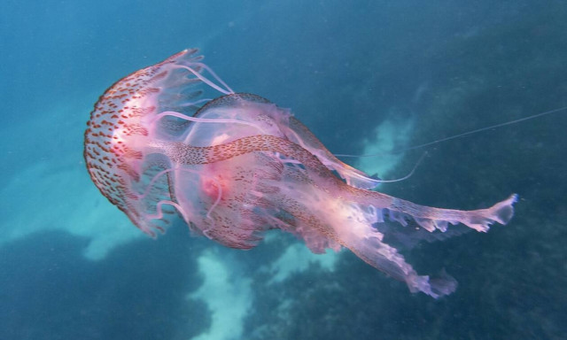 Μωβ μέδουσα της Μεσογείου: Έξαρση και το φετινό καλοκαίρι - Τι να κάνετε αν σας τσιμπήσει