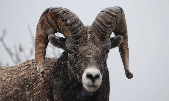 Σουδάν: Κριάρι... δολοφόνος καταδικάστηκε σε 3 χρόνια φυλάκισης επειδή σκότωσε γυναίκα