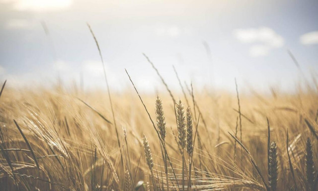 Σε ΦΕΚ οι οικονομικές ενισχύσεις για μείωση παραγωγής λόγω παγετού σε προανθικό στάδιο το έτος 2021