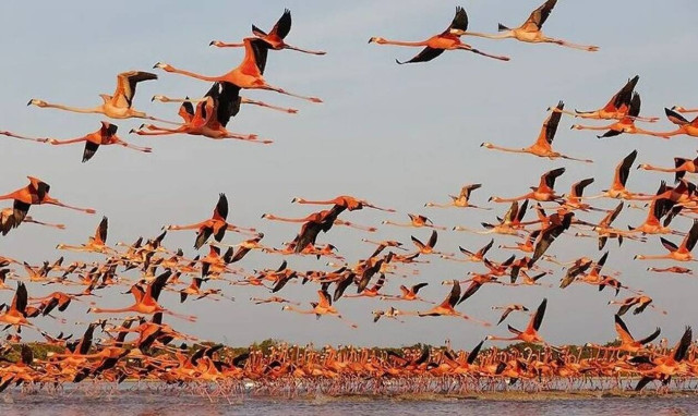 «Flamingo», λεύκωμα από τον φωτογράφο Claudio Contreras Koob