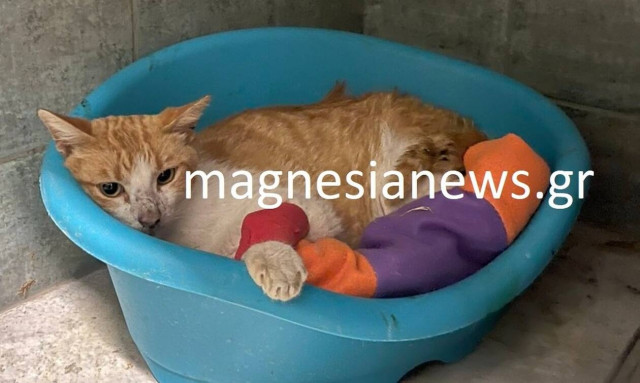 Αδιανόητο περιστατικό στη Νέα Δημητριάδα - Πυροβόλησαν γατάκι με αεροβόλο