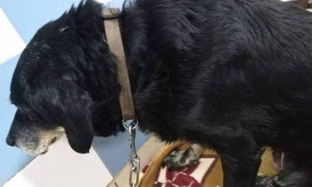 Κτηνωδία στα Χανιά: Έσερνε τον σκύλο που είχε δέσει στον προφυλακτήρα του αυτοκινήτου του