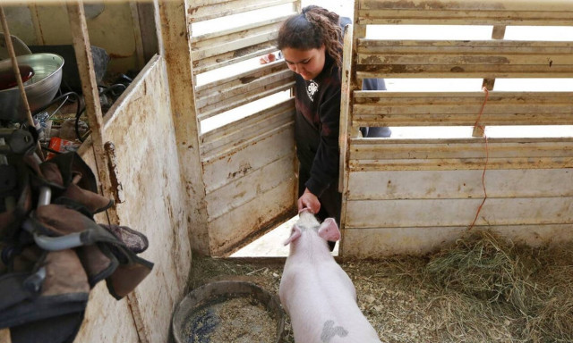 Συναγερμός - Αφρικανική πανώλη των χοίρων: Εντοπίστηκαν κρούσματα σε Γερμανία και Νότια Κορέα