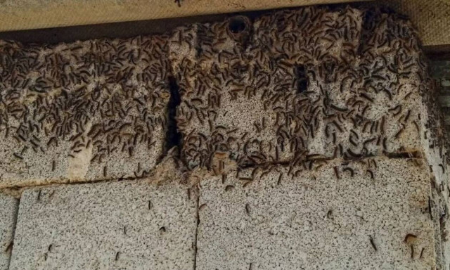 Ρέθυμνο: Κάμπιες «πολιορκούν» ένα ολόκληρο χωριό - Κραυγή βοήθειας από τους κατοίκους