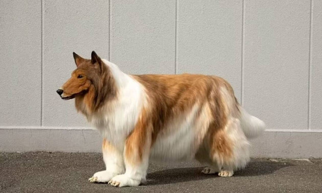 Ιάπωνας πλήρωσε 15.000 δολάρια για να...γίνει σκύλος: «Αποφάσισα να γίνω κόλεϊ» - Το viral βίντεο