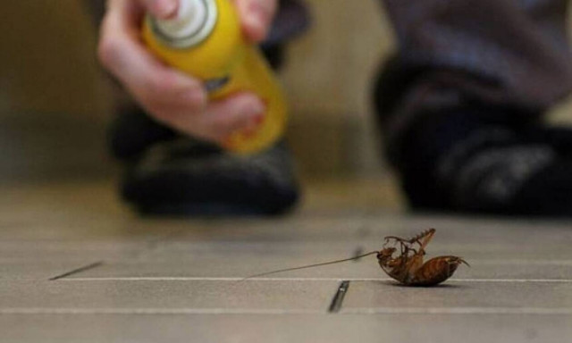 Κατσαρίδες «τέρατα» έκαναν και φέτος την εμφάνισή τους στον Βόλο