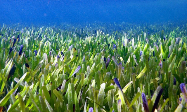 Στην Αυστραλία το «μεγαλύτερο φυτό-κλώνος» στον κόσμο με έκταση όσο 20.000 γήπεδα ποδοσφαίρου