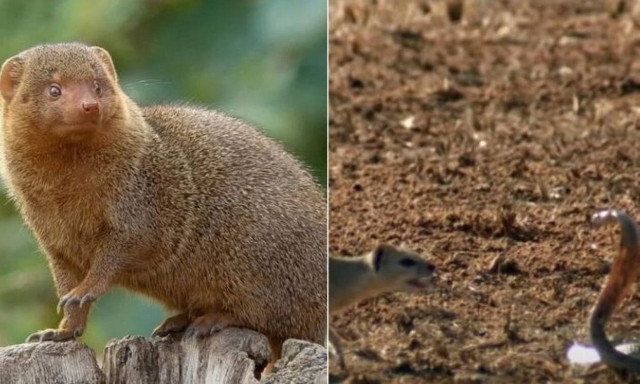 Η μάχη των μαχών: Μαγκούστα εναντίον κόμπρας (vid)