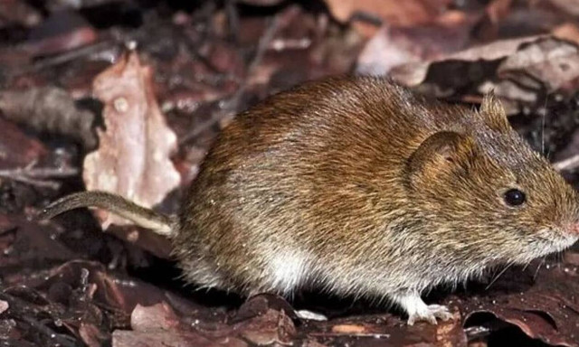 Παγκόσμια ανησυχία: Εντοπίστηκε νέο στέλεχος κορονοϊού σε αρουραίους των αγρών