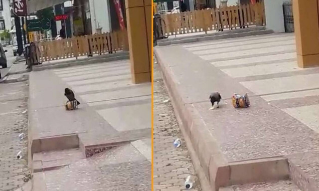 Viral Βίντεο - Τουρκία: Κοράκι κλέβει πατατάκια από μίνι μάρκετ