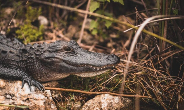 ΗΠΑ: Πέρασε αλιγάτορα για σκύλο και... έχασε το πόδι του!