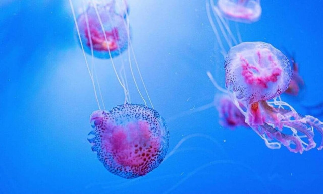 Μώβ μέδουσες: «Επέλαση» στις ελληνικές θάλασσες - Ποιο ζώο τις κυνηγά ως λεία