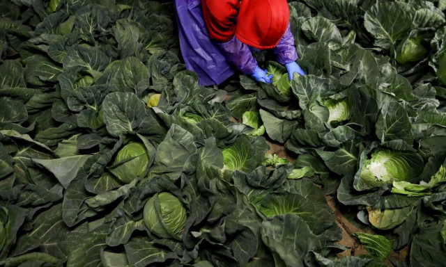 Αυστραλία: Η τιμή του μαρουλιού προκαλεί πολιτική κρίση - Το «λάχανο-γκέιτ» γίνεται viral