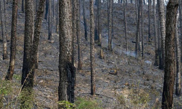 Λίβανος: Υπό έλεγχο η πυρκαγιά στο μεγαλύτερο πευκοδάσος της χώρας