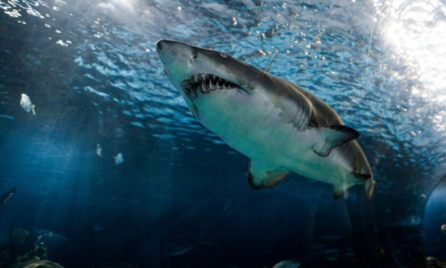 Τρόμος σε παραλία της Βραζιλίας: Καρχαρίας κατασπάραξε 18χρονο - Σκληρές εικόνες