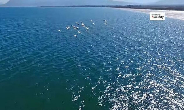 Ο παράδεισος με τα ροζ φλαμίνγκο στη Λαμία