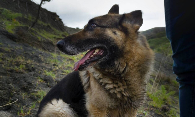 Λαμία: Άγρια επίθεση λυκόσκυλου σε άνδρα - Στα επείγοντα λόγω πολλαπλών τραυμάτων