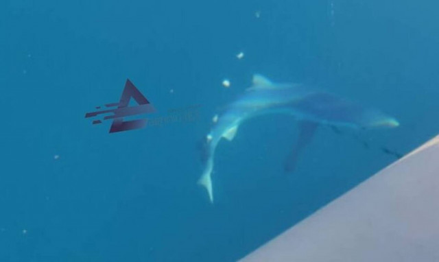 Μύτικας Αιτωλοακαρνανίας: Πήγαν για ψάρεμα και εμφανίστηκε δίπλα στη βάρκα τους καρχαρίας