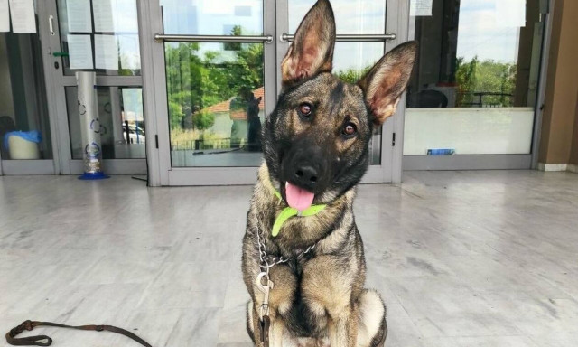 Θεσσαλονίκη: Κρυμμένες ναρκωτικές ουσίες εντόπισε ο αστυνομικός σκύλος Ρόξι