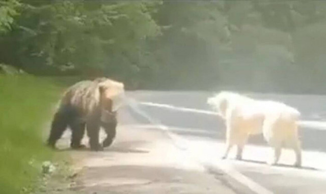 Μέτσοβο: Σκύλος «τα βάζει» με καφέ αρκούδα και βγαίνει νικητής