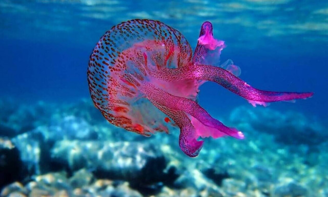 Μωβ μέδουσες: Πού έχουν καταγραφεί στην Ελλάδα – Δείτε χάρτη