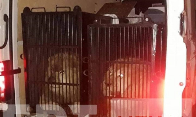 Δεν πήγαιναν στη Μύκονο τα λιοντάρια και η τίγρης - Πού κατευθύνονταν τα άγρια θηρία