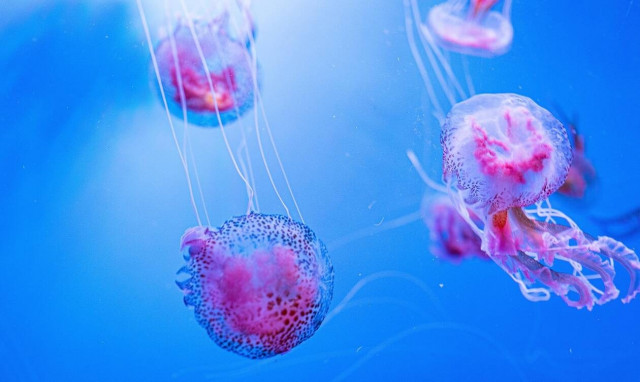 Ρεπορτάζ Newsbomb.gr: Τι πρέπει να κάνουμε αν μας τσιμπήσει μωβ μέδουσα