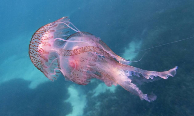 Μωβ μέδουσες: «Περικυκλωμένη» η Αττική - Όλα όσα πρέπει να γνωρίζετε