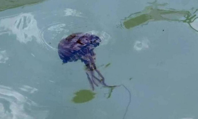 Παγώνη: Τι πρέπει να κάνουμε αν μας τσιμπήσει μωβ μέδουσα