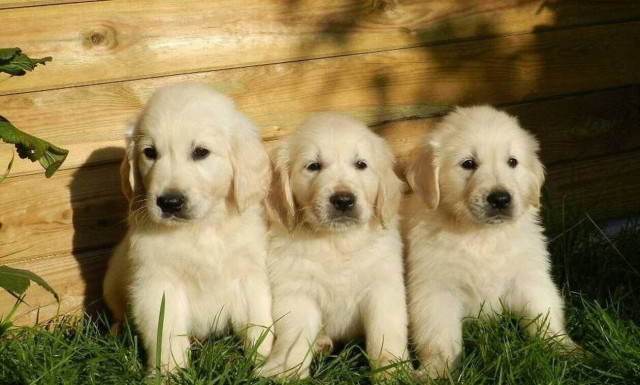 Θεσσαλονίκη: Συνελήφθη 60χρονη που μεγάλωνε 16 σκυλιά σε ένα διαμέρισμα 70 τ.μ.