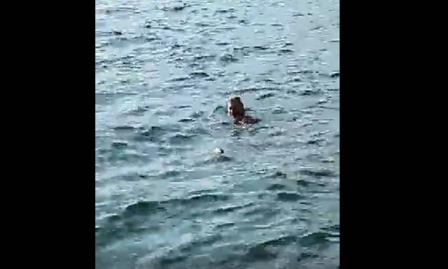 Θεσσαλονίκη: Τουρίστας βούτηξε για κολύμπι ανάμεσα σε νεκρά ποντίκια στο Θερμαϊκό (video)