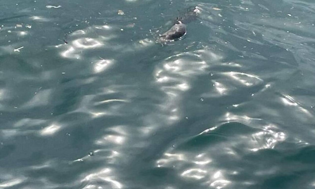 Θεσσαλονίκη: Ο Θερμαϊκός γέμισε ποντίκια - Πόσο επικίνδυνο είναι για την υγεία των πολιτών