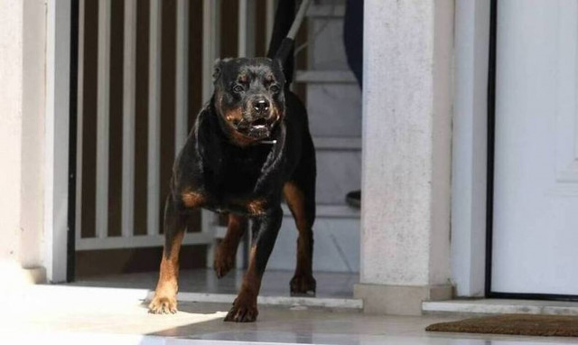 Κύπρος: Μητέρα και κόρη κατέληξαν στο νοσοκομείο μετά από επίθεση ροτβάιλερ