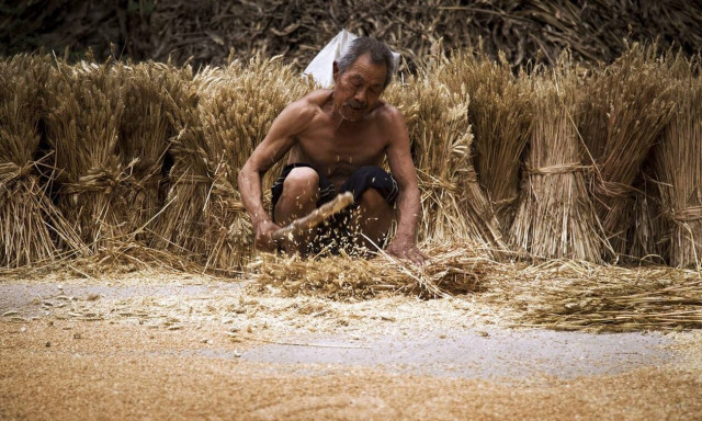 Κίνα: Απελπισμένη εταιρεία ακινήτων δέχεται ως προκαταβολή...σιτάρι ή σκόρδα