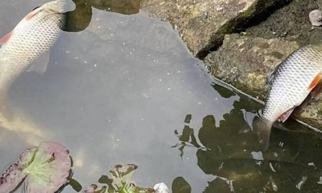 Βρετανία: Ο καύσωνας προκάλεσε «ασφυξία» και μαζικό θάνατο στα ψάρια