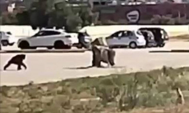 Βίντεο: Η στιγμή που ο χιμπατζής το σκάει από το Αττικό Ζωολογικό Πάρκο