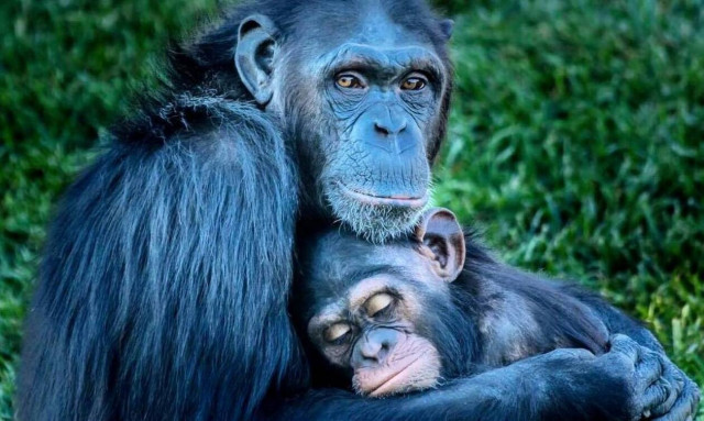 Αττικό Πάρκο: «Πόλεμος» του ιδρυτή με τη Φιλοζωική για τον χιμπατζή - «Μπορούσε να σωθεί»