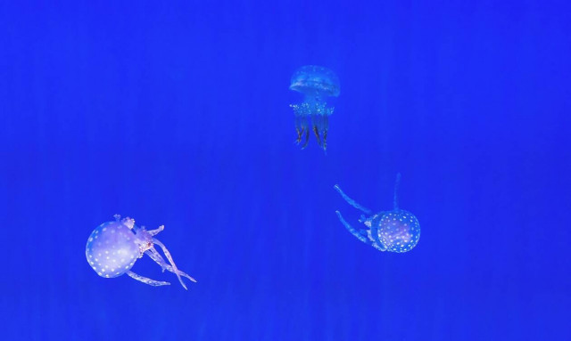 Γαλλία: Μέδουσες τσίμπησαν πάνω από 80 συμμετέχοντες σε αγώνες κολύμβησης