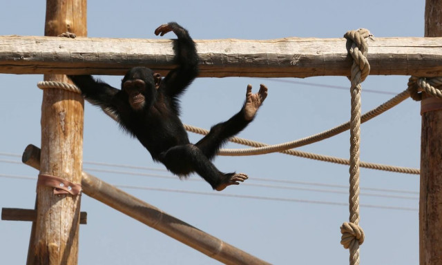 Πες μας τη γνώμη σου: Να λειτουργούν ή όχι ζωολογικοί κήποι και πάρκα;