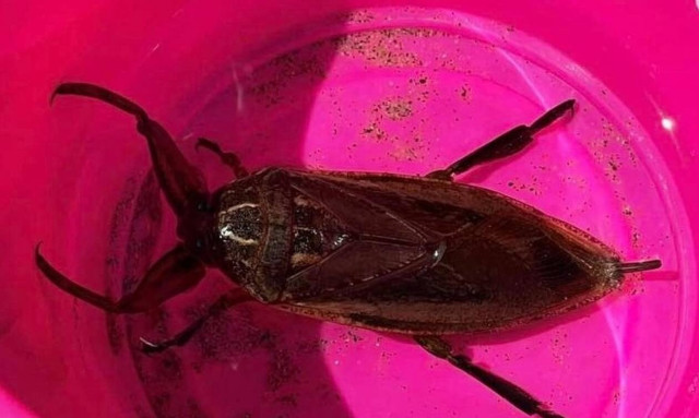 Λάρισα: Δηλητηριώδες σκαθάρι «απείλησε» γυναίκα την ώρα που κολυμπούσε