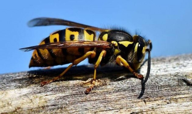 Τραγωδία στην Πάτρα: Νεκρός 60χρονος μετά από τσίμπημα σφήκας