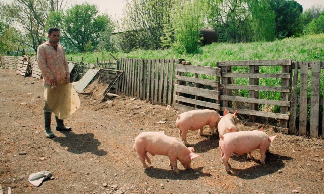 Πληρωμές ύψους 5,7 εκατ. ευρώ σε χοιροτρόφους όλης της χώρας - Δείτε το ΦΕΚ