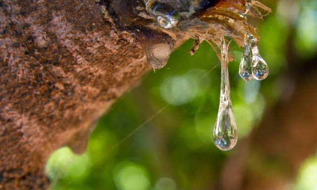 Αναρτήθηκαν οι προσωρινοί πίνακες για τον Α’ κύκλο του ειδικού προγράμματος απασχόλησης ρητινεργατών