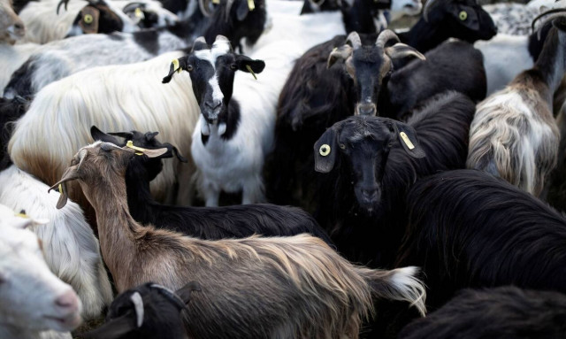 Αχαΐα: Βοσκός έχασε τη ζωή του όταν έπεσε σε χαράδρα για να πιάσει τα ζώα του