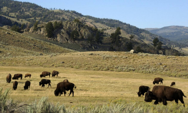 HΠΑ: Άγριος βίσωνας επιτέθηκε σε ηλικιωμένη στο εθνικό πάρκο Yellowstone