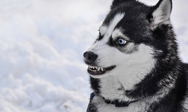 Χίος: Βίντεο ντοκουμέντο από άγρια επίθεση σκύλου σε γυναίκα - Της ξερίζωσε τούφες από τα μαλλιά