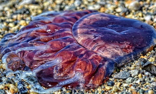 Μωβ μέδουσες: Ο χάρτης με τις «κόκκινες» παραλίες της Ελλάδας