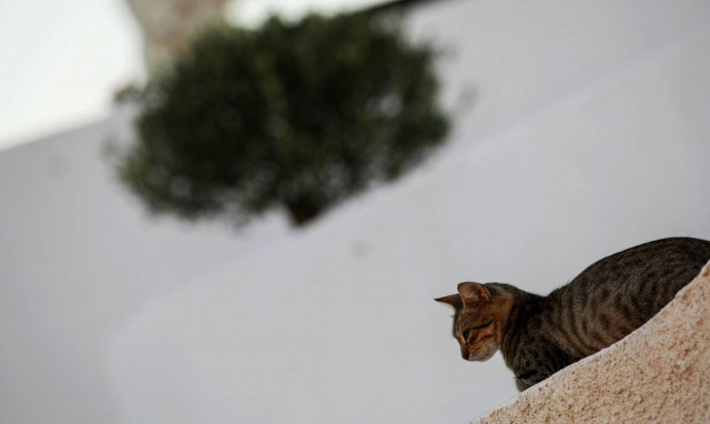 Γάτα - Μύκονος